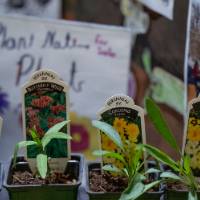 Row of four native plant seedlings in small pots with their ID placards behind them, next to a posterboard